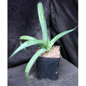 Mangave cv Bloodspot one-gallon pots