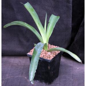 Mangave cv Bloodspot 5-inch pots