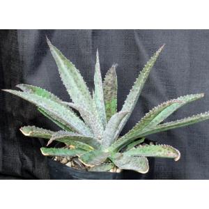 Mangave cv Jaguar one-gallon pots
