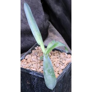 Mangave cv Mission to Mars 5-inch pots