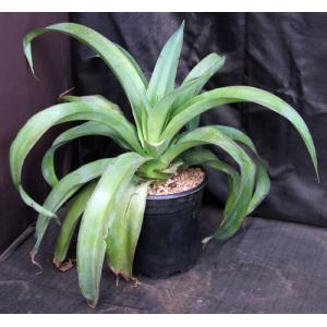 Mangave cv Bloodspot 2-gallon pots