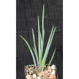 Mangave cv Bob’s Fave 2-inch pots