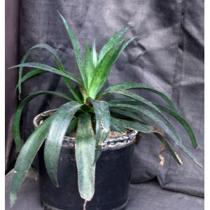 Mangave cv Purple People Eater 3-gallon pots