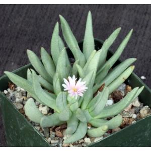 Marlothistella stenophylla 4-inch pots