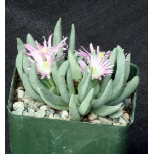 Marlothistella stenophylla 4-inch pots