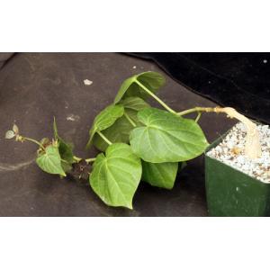 Matelea cyclophylla 4-inch pots