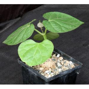 Matelea cyclophylla 5-inch pots