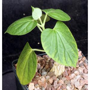 Matelea cyclophylla 5-inch pots