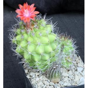 Matucana tuberculata 5-inch pots