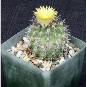 Matucana comacephala 4-inch pots
