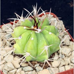 Melocactus curvispinus 4-inch pots