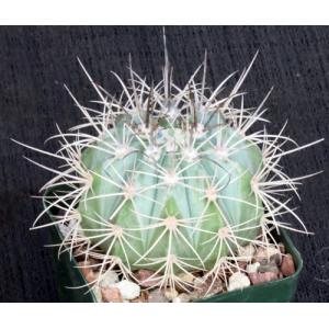 Melocactus azureus 4-inch pots