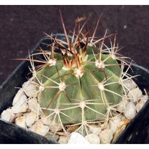 Melocactus bahiensis 2-inch pots