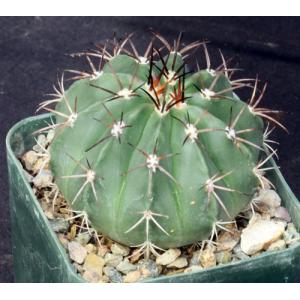 Melocactus curvispinus ssp. caesius 3-inch pots