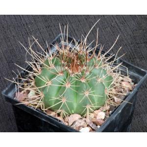 Melocactus erythracanthus 5-inch pots