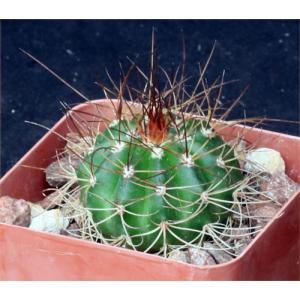 Melocactus erythracanthus 2-inch pots