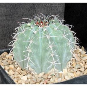 Melocactus azureus one-gallon pots