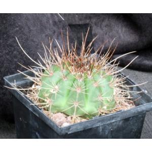 Melocactus erythracanthus 5-inch pots