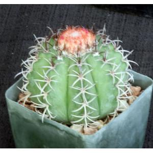 Melocactus matanzanus 4-inch pots