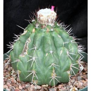 Melocactus maxonii 8-inch pots