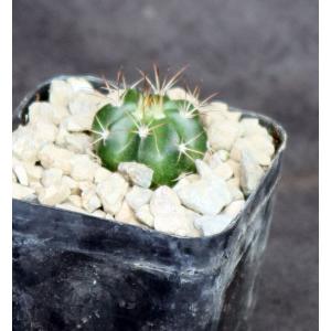 Melocactus peruvianus 2-inch pots