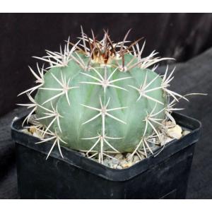 Melocactus salvadorensis 5-inch pots