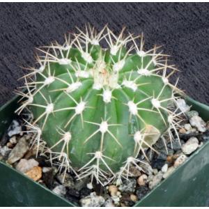 Melocactus sp. de Spata 4-inch pots