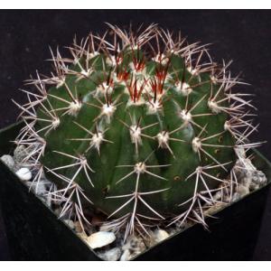 Melocactus Violaceus 4-inch Pots, Arid Lands Greenhouses