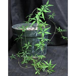 Merremia aurea 8-inch pots
