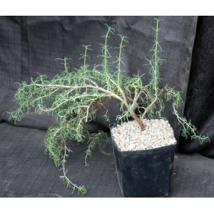 Mestoklema albanicum one-gallon pots