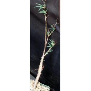 Mestoklema arbiforme (red) 4-inch pots