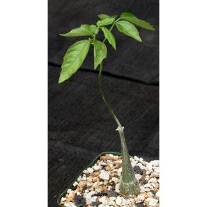 Momordica rostrata 4-inch pots