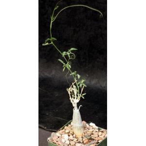 Momordica rostrata 4-inch pots
