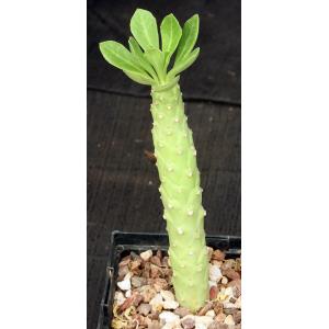 Monadenium lugardiae (WE 336) 5-inch pots