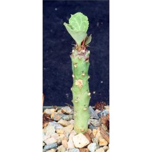 Monadenium ritchiei ssp. marsabitense 3-inch pots