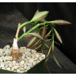 Monadenium rubellum 4-inch pots