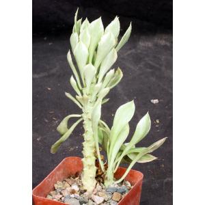 Monadenium stapelioides (variegated) 4-inch pots