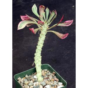 Monadenium stapelioides (variegated) 4-inch pots