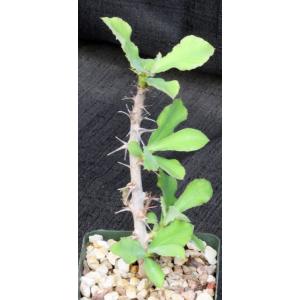 Monadenium elegans 4-inch pots