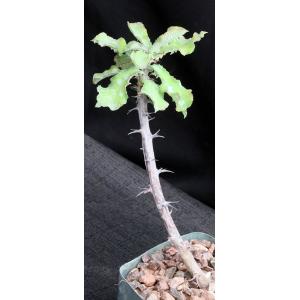 Monadenium elegans 5-inch pots