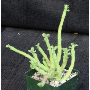 Monadenium ellenbeckii 4-inch pots
