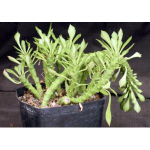 Monadenium guentheri one-gallon pots
