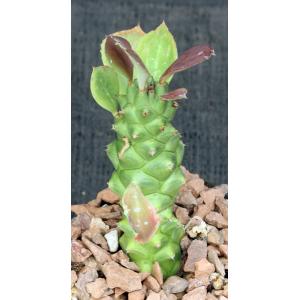 Monadenium guentheri (variegated) 4-inch pots