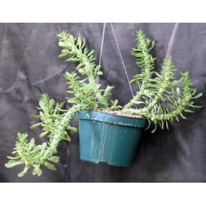 Monadenium heteropodum 8-inch pots