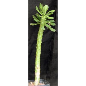 Monadenium kimberlayanum one-gallon pots