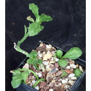 Monadenium rhizophorum 5-inch pots