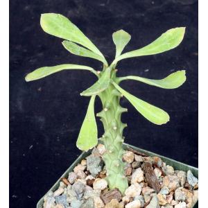 Monadenium ritchiei ssp. nyambense 4-inch pots