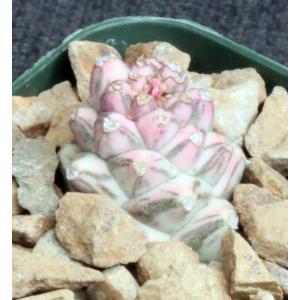 Monadenium ritchiei ssp. ritchiei (variegates) 2-inch pots