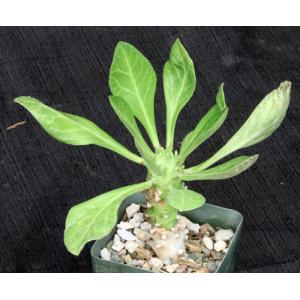 Monadenium schubei 4-inch pots