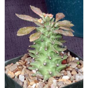 Monadenium schubei (purple stems) 4-inch pots